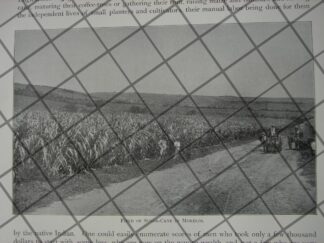 CARTEL ANTIGUO ORIGINAL DE TIENDA DE DECORACION. CASA CLAUDIO PELLANDINI 1910 /711