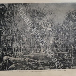 GRABADO ANTIGUO 1895 BOSQUE DE CHAPULTEPEC /LDM