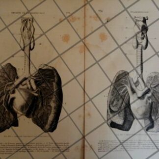 GRABADO MEDICO ANTIGUO 1877 SISTEMA RESPIRATORIO. /16