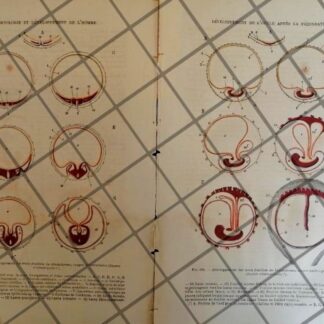 GRABADO MEDICO ANTIGUO 1877 ESTAPAS DE EMBRIOLOGIA. /15