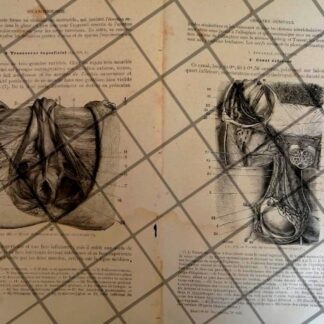 GRABADO MEDICO ANTIGUO 1877 ORGANOS GENITALES TRASV. /13