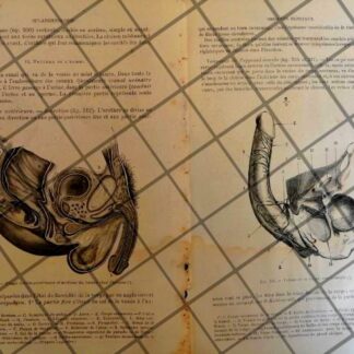 GRABADO MEDICO ANTIGUO 1877 ORGANOS GENITALES /12