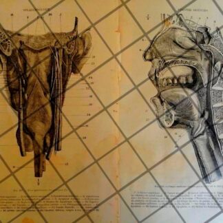 GRABADO MEDICO ANTIGUO 1877 ORGANOS DIGESTIVOS /10