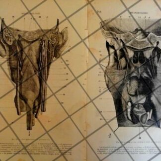 GRABADO MEDICO ANTIGUO 1877 MUSCULOS CUELLO TRASERO /09