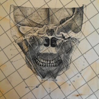 GRABADO MEDICO ANTIGUO 1877 S. MUSCULO CRANEAL /08