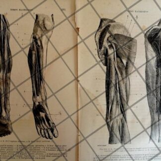 GRABADO MEDICO ANTIGUO 1877 NERVIOS DE LAS PIERNAS /07