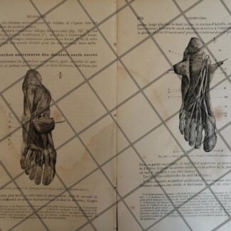 GRABADO MEDICO ANTIGUO 1877 NERVIOS DE LOS PIES /06