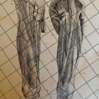 GRABADO MEDICO ANTIGUO 1877 NERVIOS BRAZOS /02