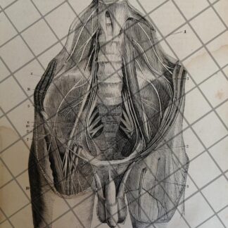 GRABADO MEDICO ANTIGUO 1877 NERVIOS ESPINALES /01