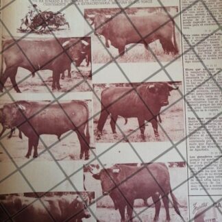 AFICHE ANTIGUO GANADERIA SAN JOSE DE BUENA VISTA. 1950s