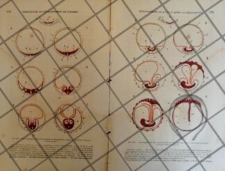 GRABADO MEDICO ANTIGUO 1877 ESTAPAS DE EMBRIOLOGIA. /15
