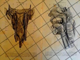 GRABADO MEDICO ANTIGUO 1877 ORGANOS DIGESTIVOS /10